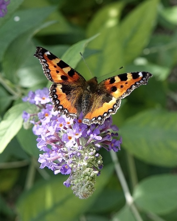 small tortoiseshell